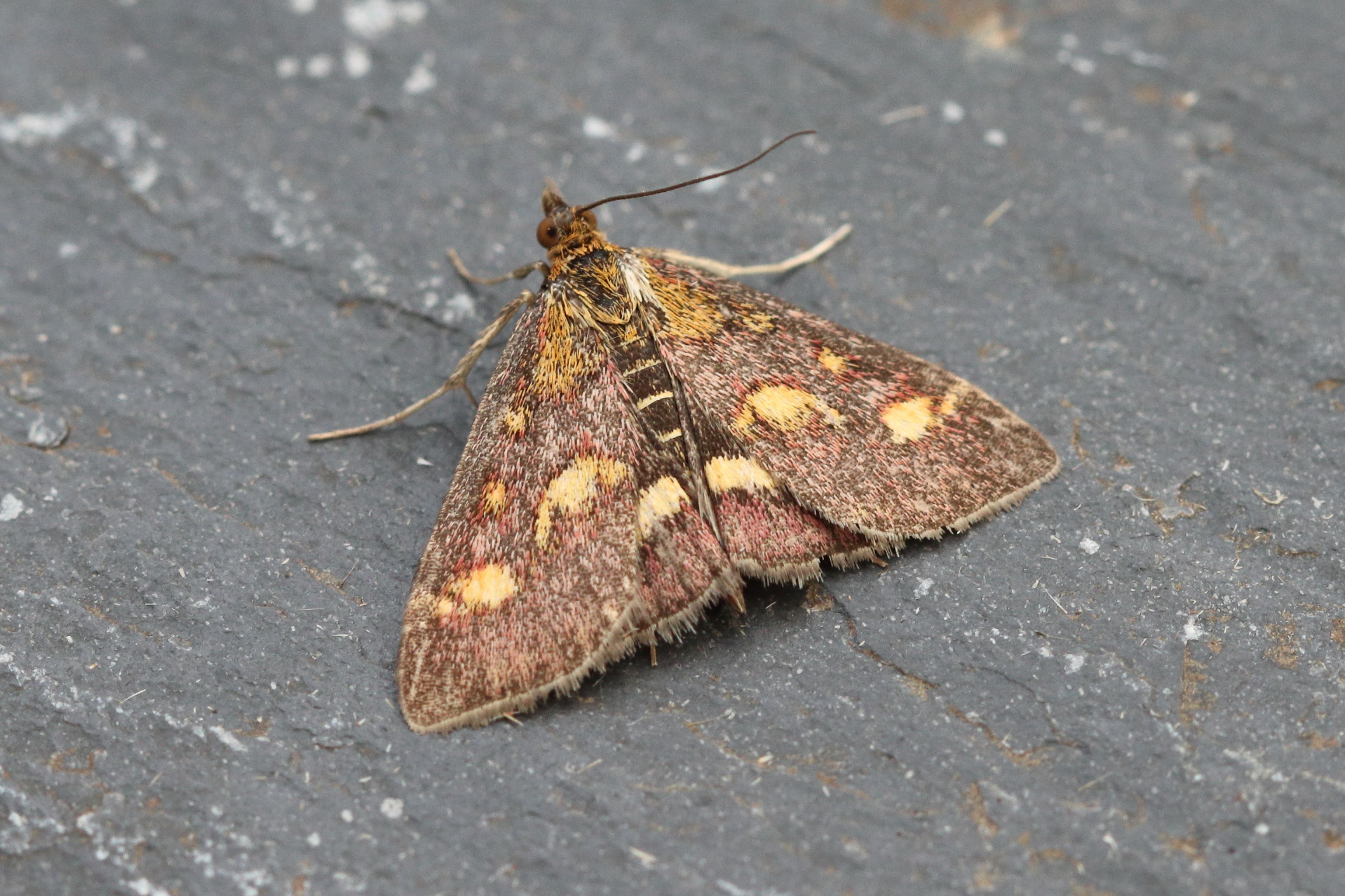 Photo of Common Purple and Gold (Pyrausta purpuralis)